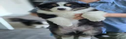 Australian Shepherd dogs for sale: Australian Shepherd  - Advert 8