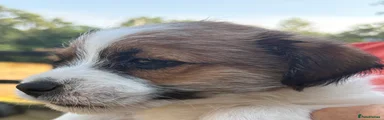 Jack Russell 1