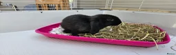 Mini Lop rabbits for sale: Mini lop baby bunnys - Advert 7