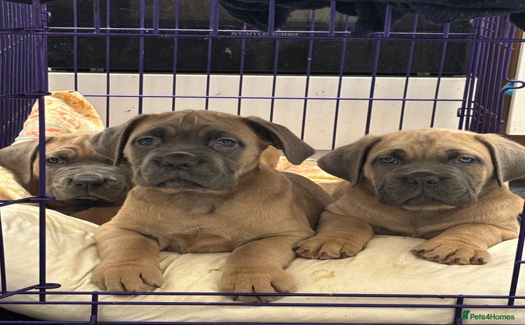 Cane Corso dogs - Advert 10
