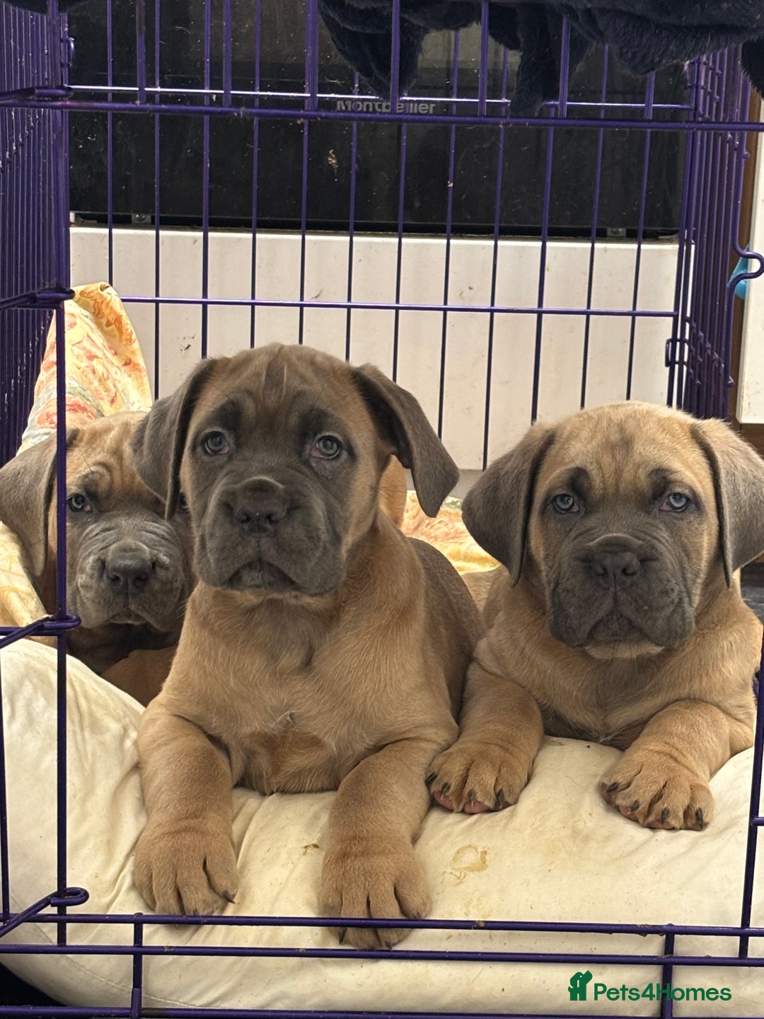Cane Corso dogs for sale: Cane corso - Image 1