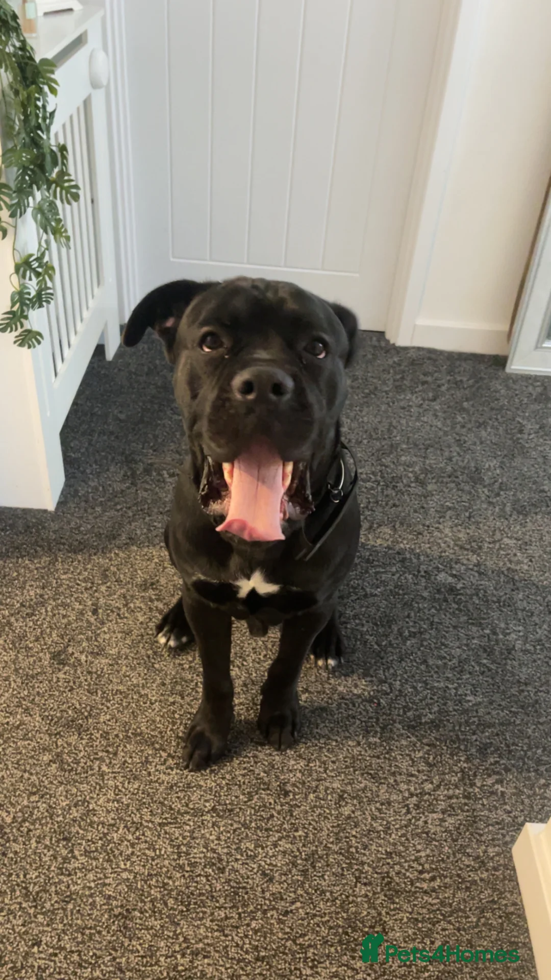 Cane Corso dogs for sale: Cane Corso boy  in Northampton - Advert 3