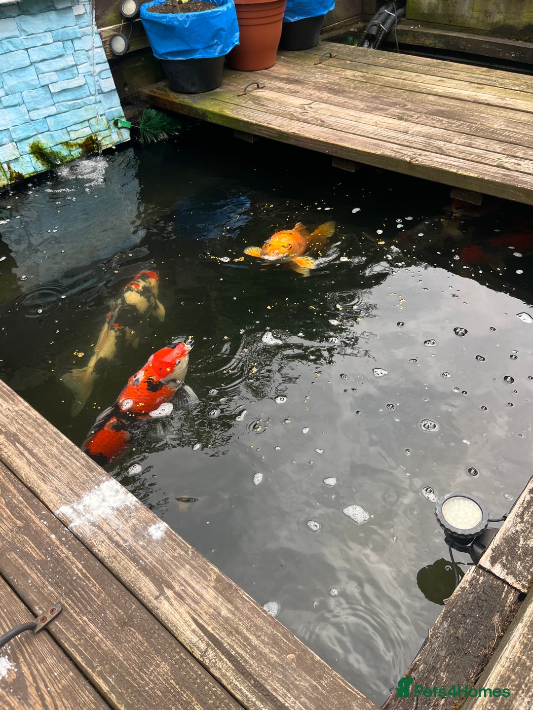 Koi Carp fish for sale: Koi carp and all my pond equipment  - Image 5