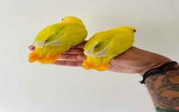 Lovebirds birds for sale: Hand reared lovebirds for sale  - Image 2