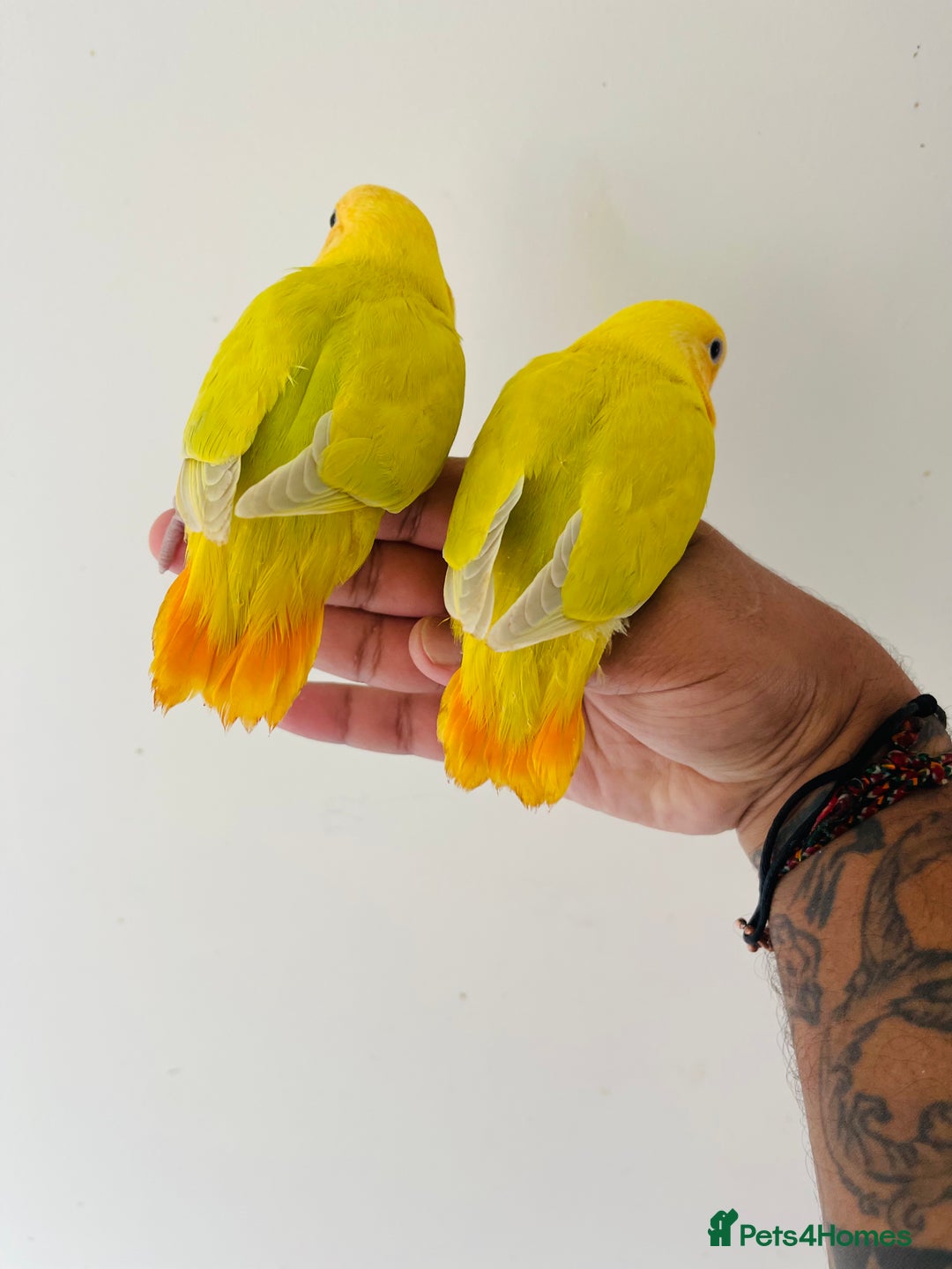 Lovebirds birds for sale: Hand reared lovebirds for sale  - Image 2