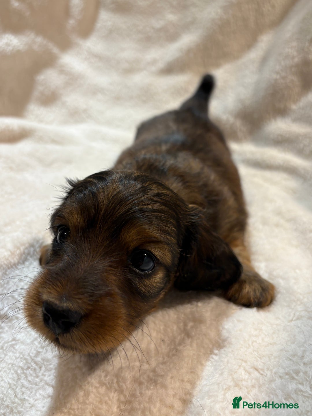 Miniature Dachshund dogs for sale: Beautiful Pedigree KC Reg Mini Longhair Dachshunds - Advert 9