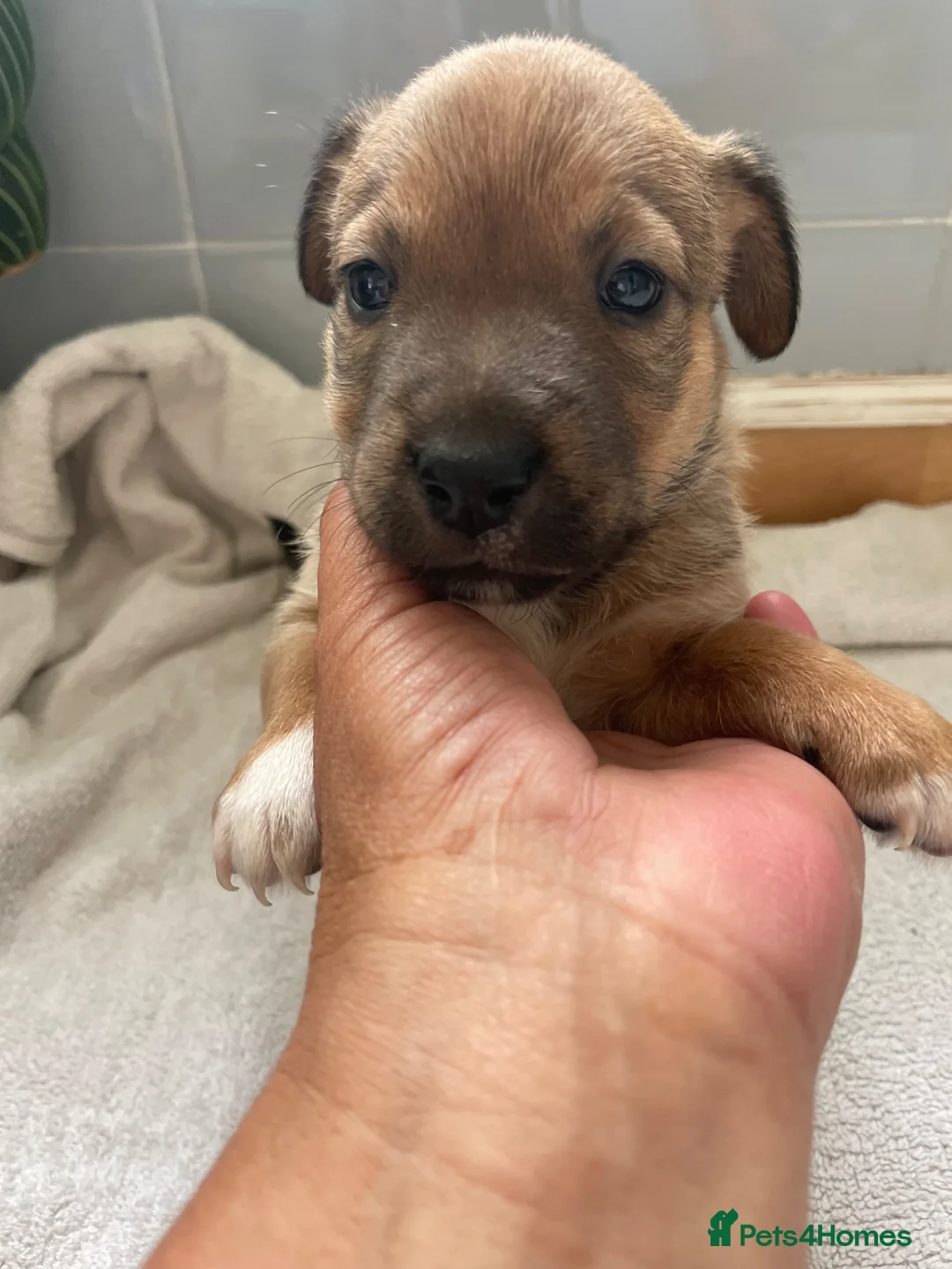Jack Russell dogs for sale: Beautiful Jack Russell puppies  - Advert 34