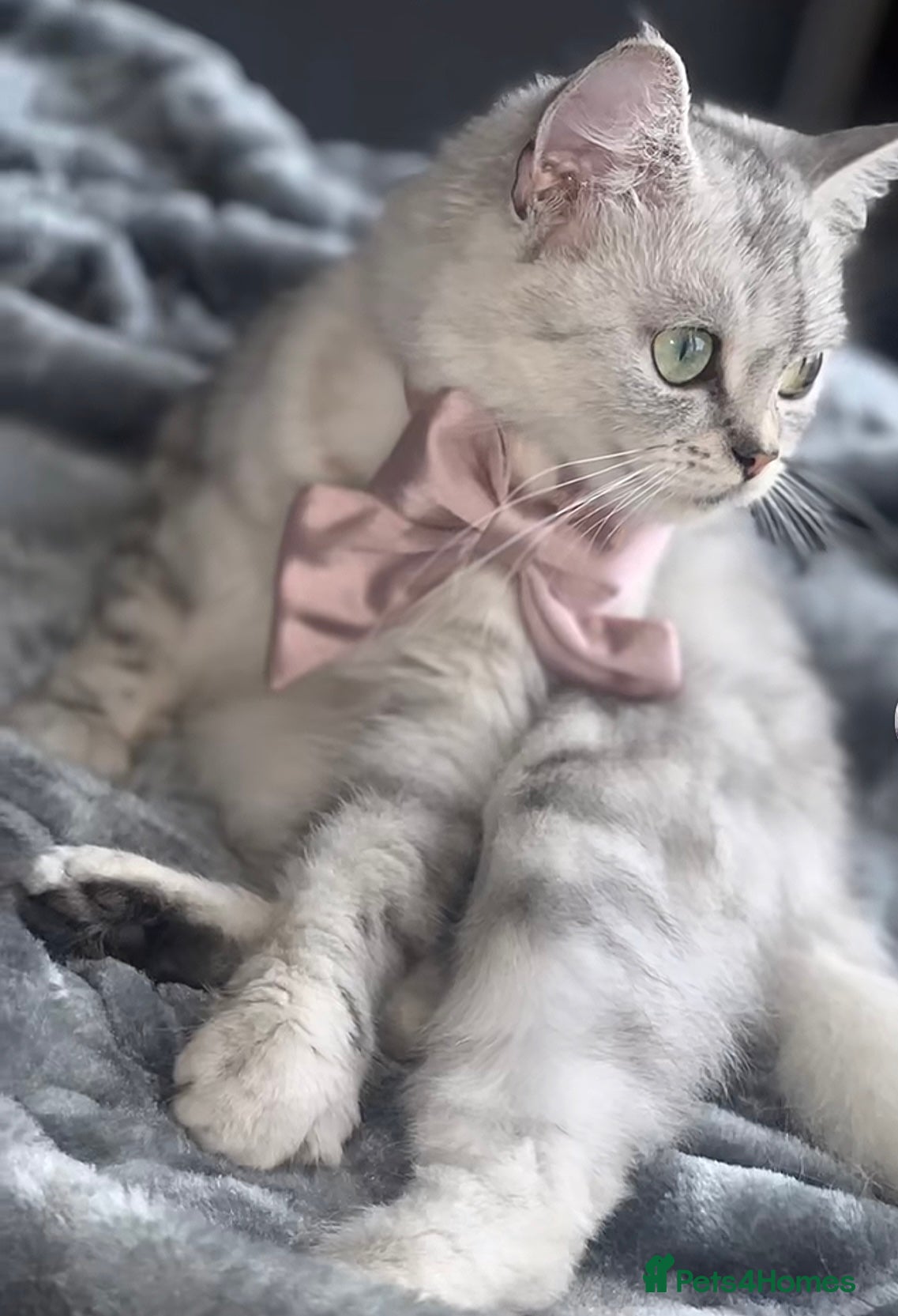Persian cats  british shorthair silvertip and exotic persian - Advert 1