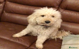 Bordoodle dogs for sale: BORDOODLE puppies DNA screened  - Advert 7