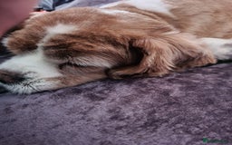 Mixed Breed dogs for sale: 2  Beautiful dogs - Image 9