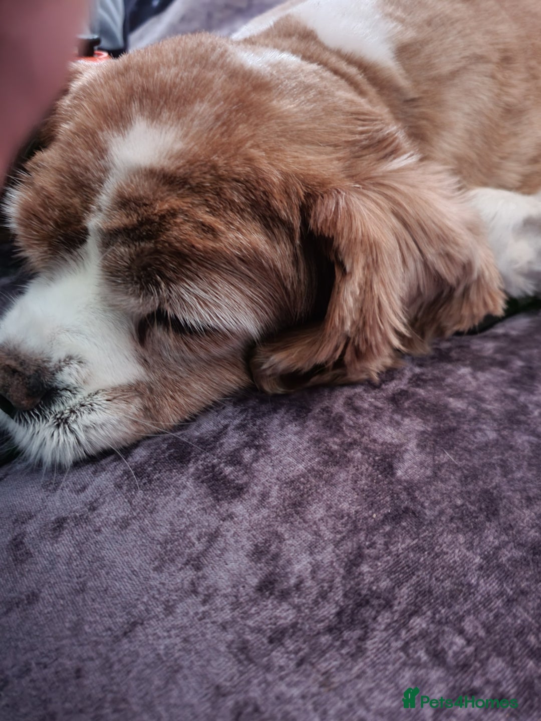 Mixed Breed dogs for sale: 2  Beautiful dogs - Image 9