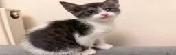 Savannah cats for sale: Savannah mixed kittens - Advert 5