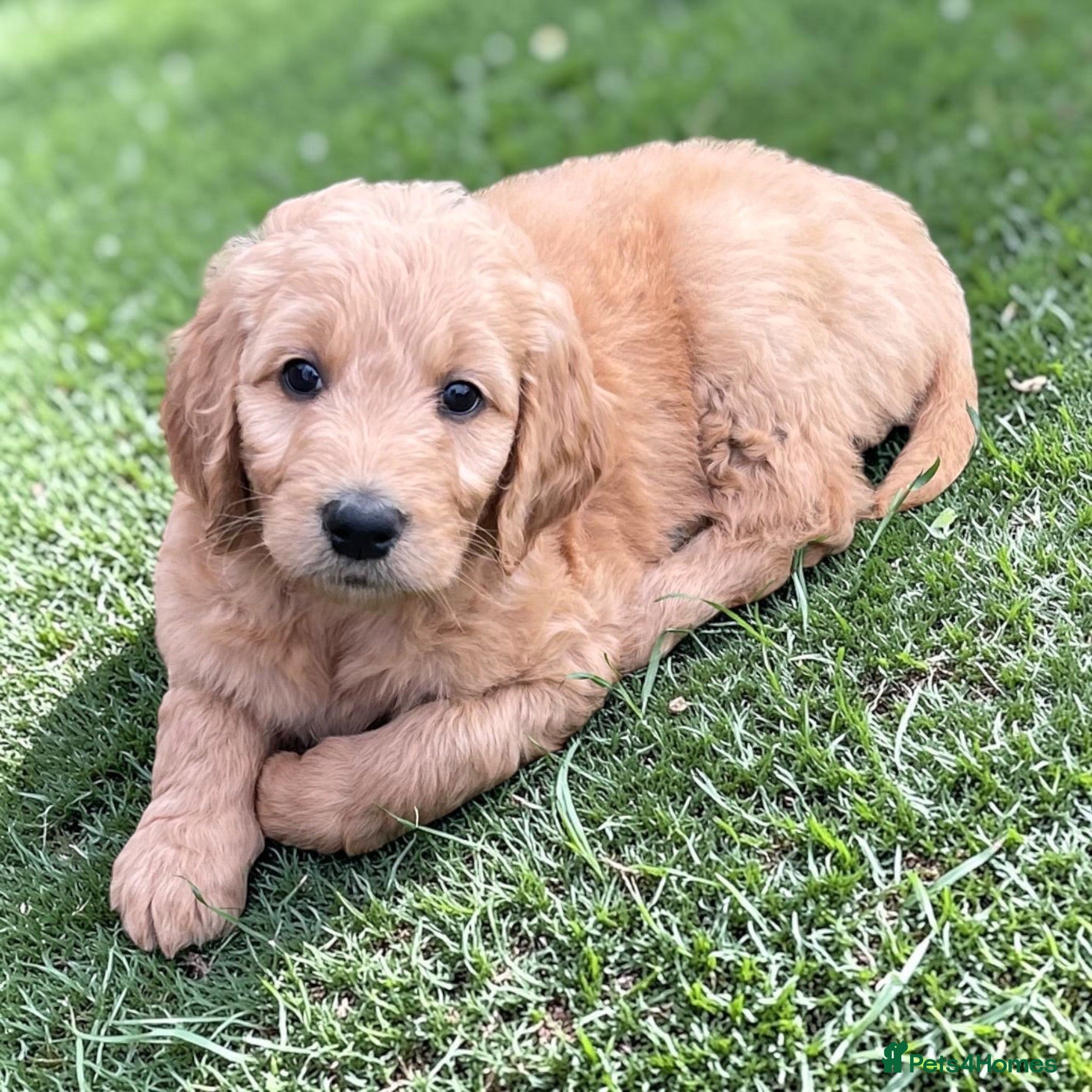 Goldendoodle dogs Golden doodles  - Advert 6