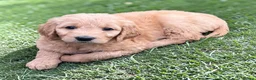Goldendoodle dogs for sale: An Exceptional Litter Of  Golden doodles Ready Now - Advert 4