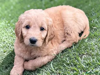 Goldendoodle dogs Golden doodles - Advert 6
