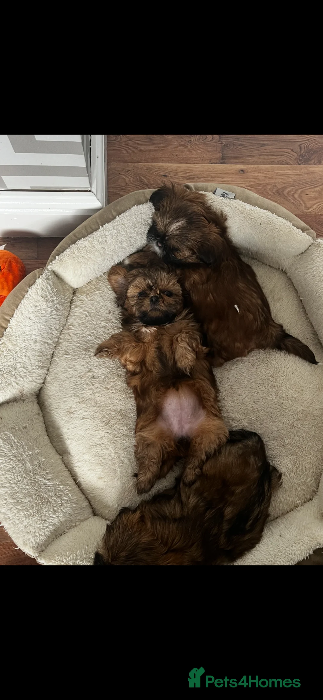 Shih Tzu dogs for sale: Shih tzu puppy  in Sunderland - Advert 3