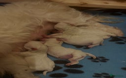 Malshi dogs for sale: Korean Maltese x shitzu puppies  - Image 1