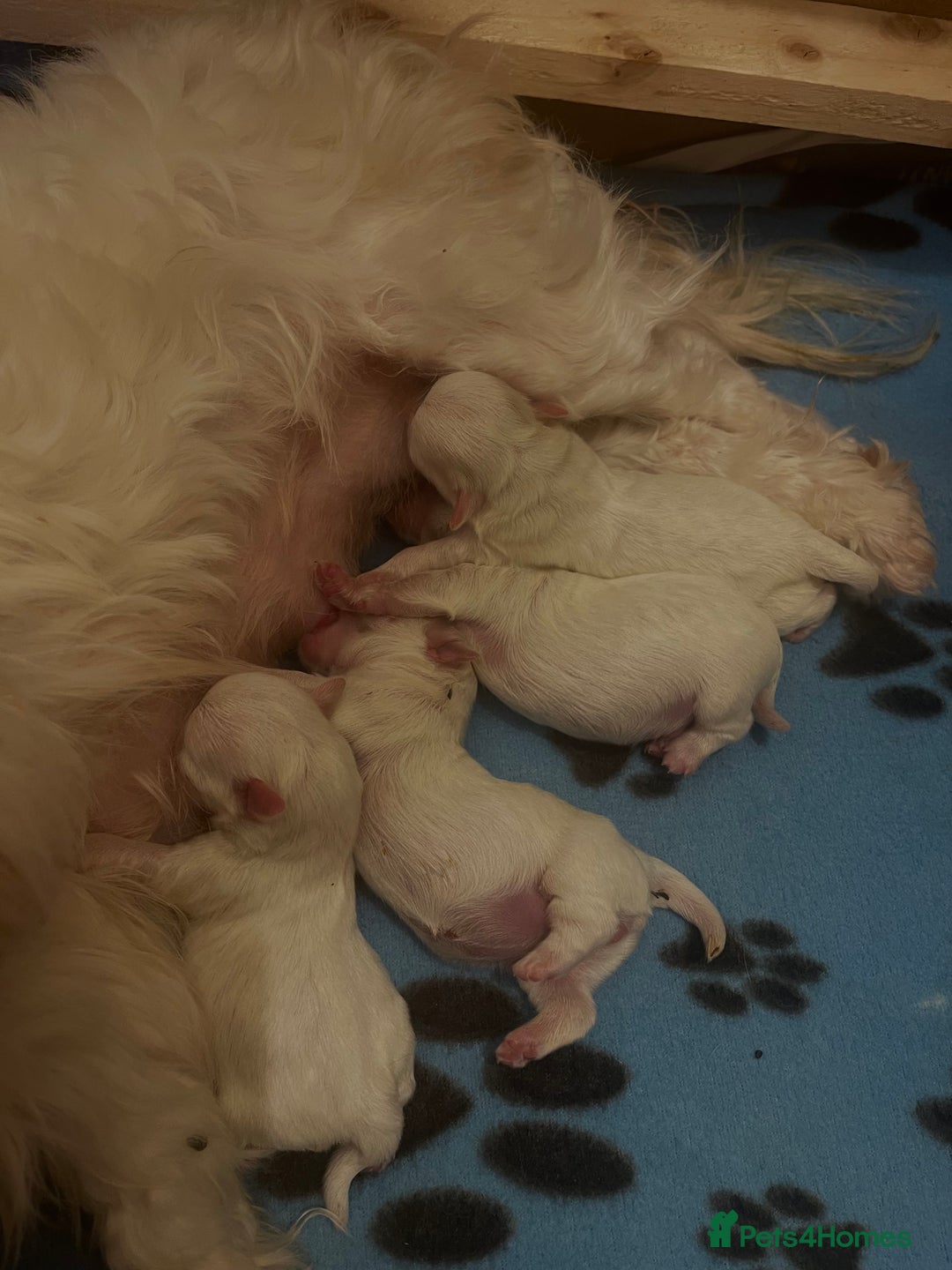 Malshi dogs for sale: Korean Maltese x shitzu puppies  - Image 1