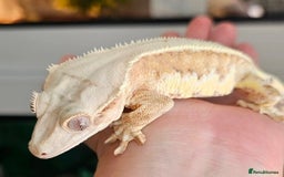 Gecko reptiles for sale: Stunning proven yellow lillywhite crested gecko - Image 5