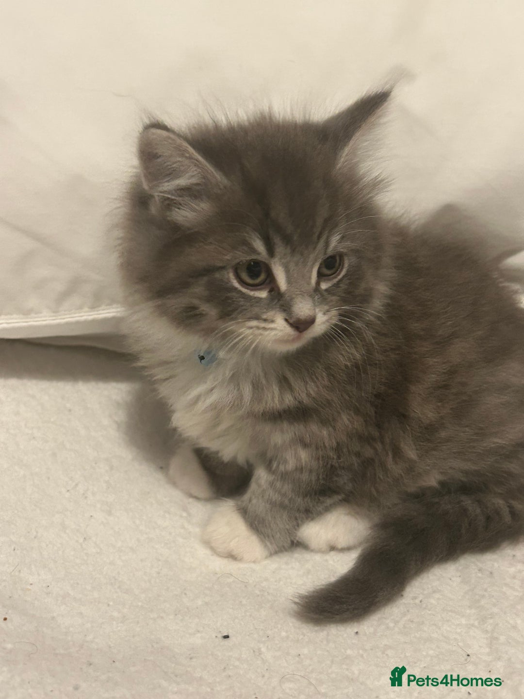 Mixed Breed cats for sale: Mixed breed - Advert 3