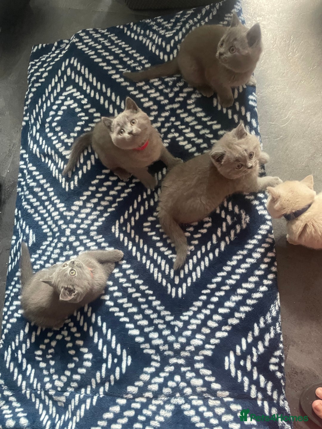 British Shorthair cats for sale: Beautiful British short hair kittens  - Image 14