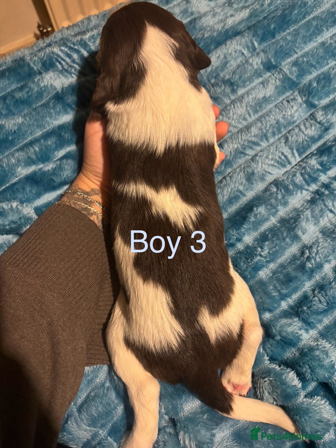 English Springer Spaniel dogs for sale: ✨ KC Registered English Springer Spaniel Puppies ✨ - Advert 33