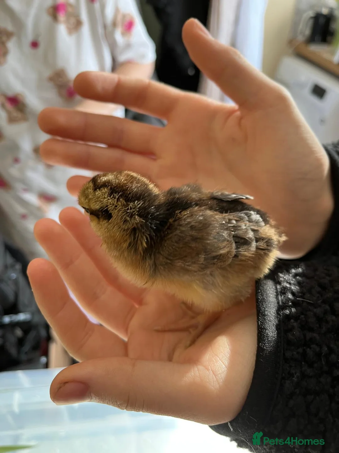 Mixed Breed poultry for sale: Chicks and Duckings in Plymouth - Advert 11