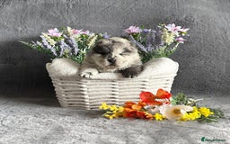 Chow Chow dogs for sale: Exotic colour Pure chow chow puppies for sale  - Image 1