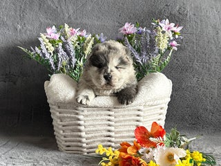 Chow Chow dogs - Advert 1