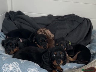 Miniature Dachshund dogs - Advert 14