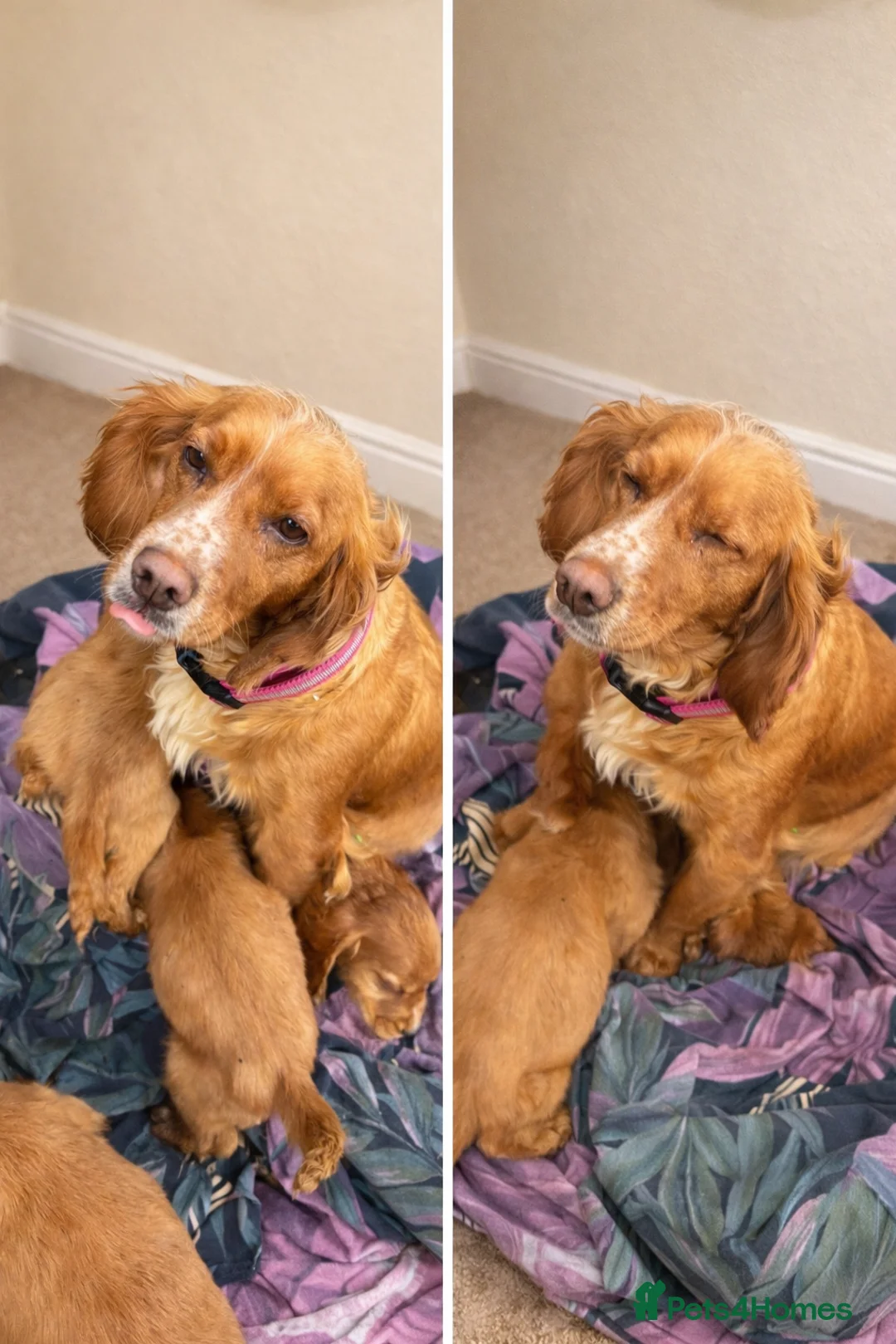 Cocker Spaniel dogs for sale: Lucy’s Amazing Puppy’s  - Advert 1