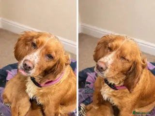 Cocker Spaniel dogs Lucy’s Amazing Puppy’s - Advert 1