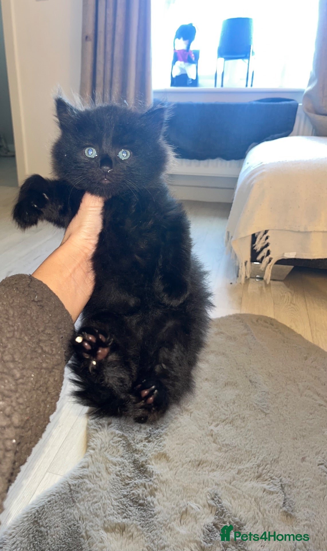 Mixed Breed cats Only 1 left male kitten ready now  - Advert 1