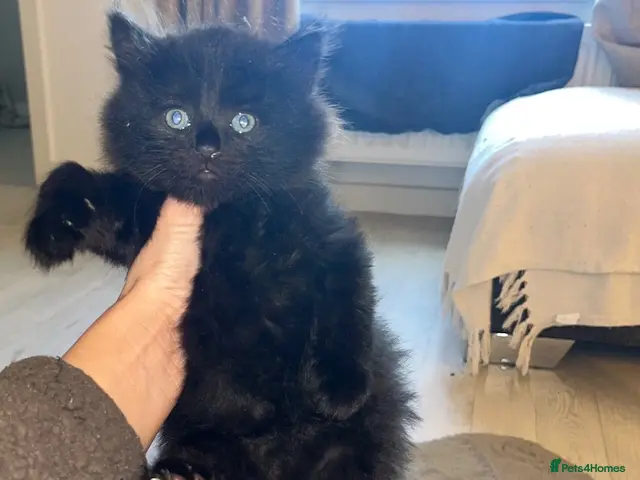 Mixed Breed cats 1 male kitten left ready now🏡 - Advert 14