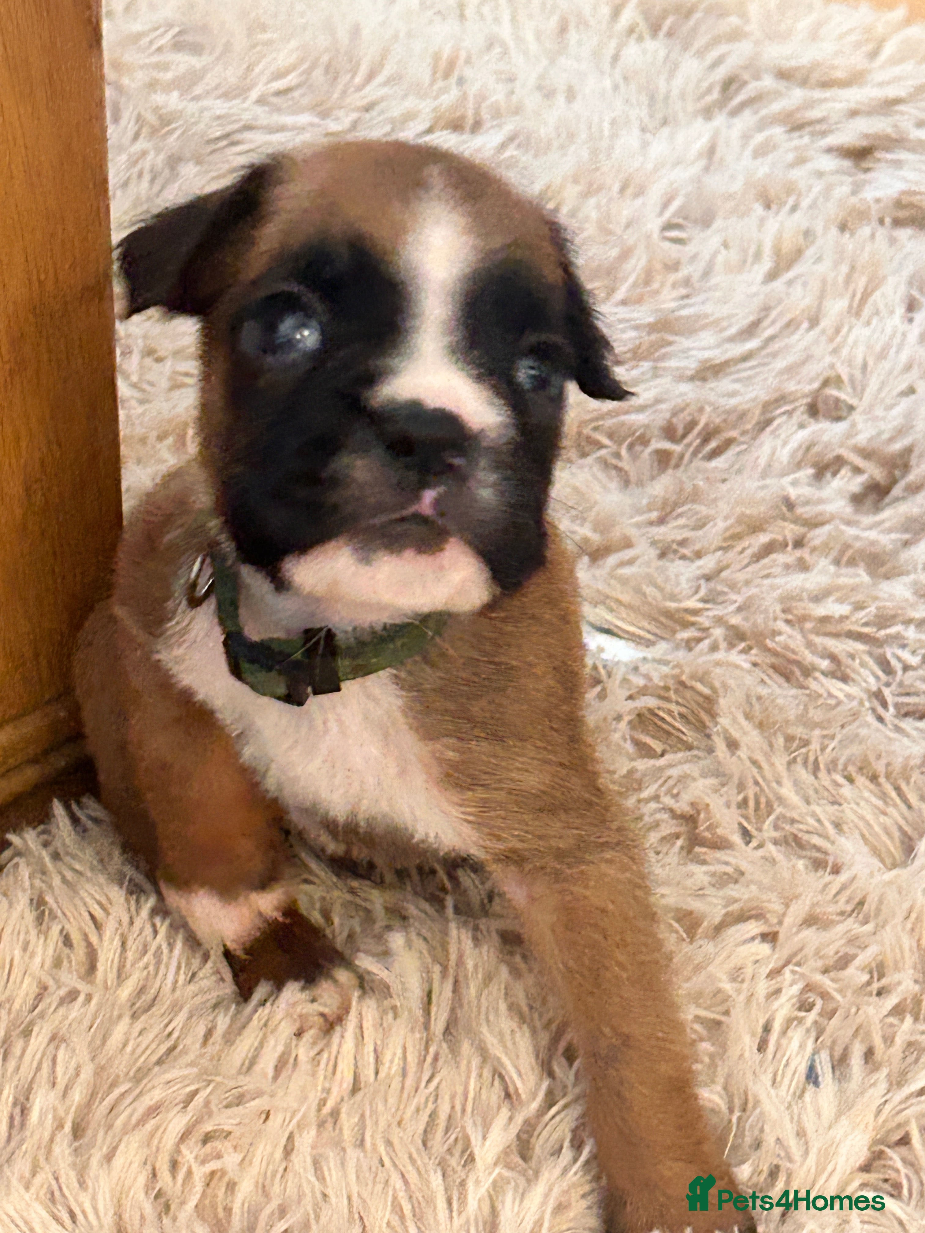Boxer dogs Stunning boxer puppies available for forever homes - Advert 2