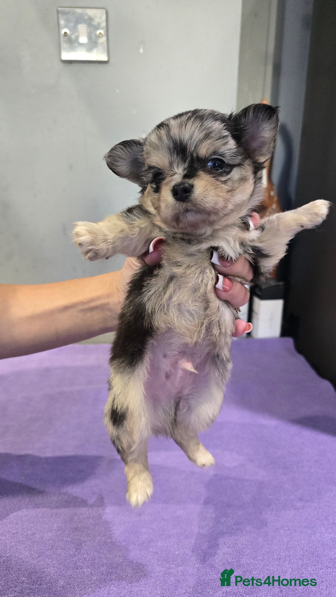 Chihuahua dogs for sale: Chihuahua puppies Russian ancestry with perfect bo - Advert 19