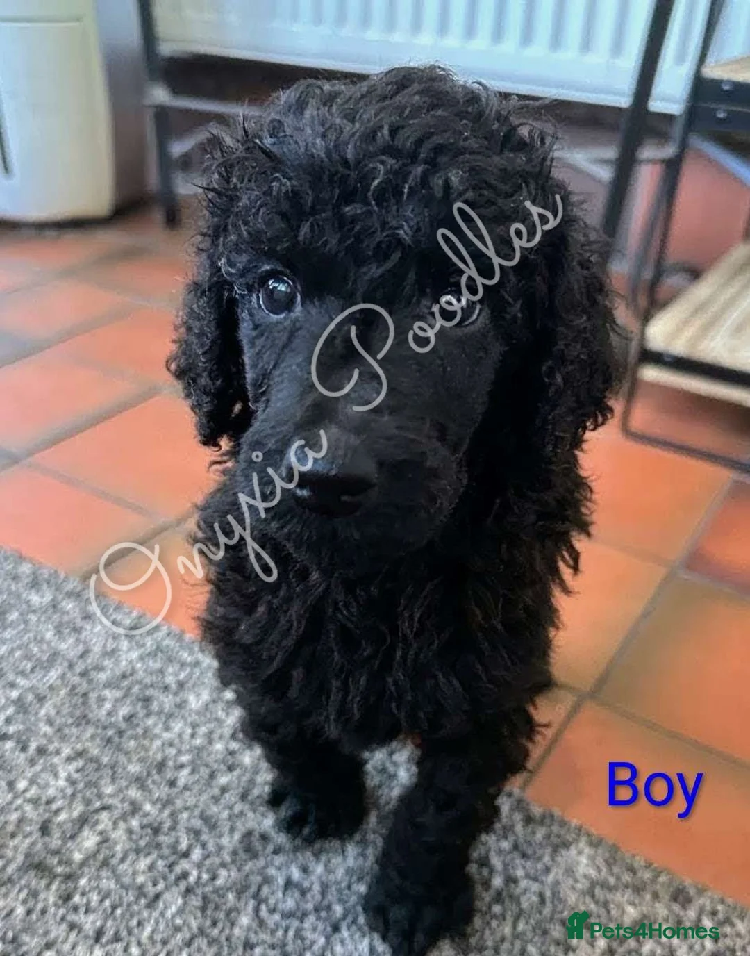 Standard Poodle dogs for sale: Stunning Litter of Standard Poodle Puppies! - Advert 8