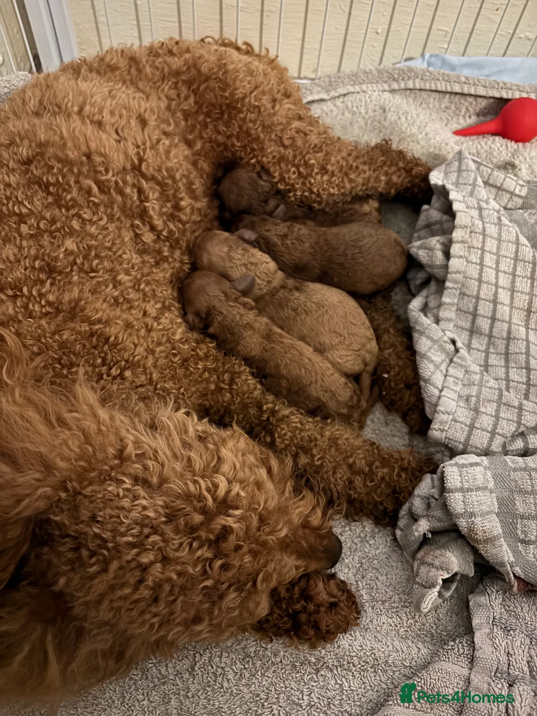 Miniature Poodle dogs for sale: Poodles puppies (Miniature) - Advert 2