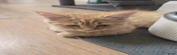 Siberian cats for sale: 7 hypoallergenic Siberian kittens  in London - Advert 16