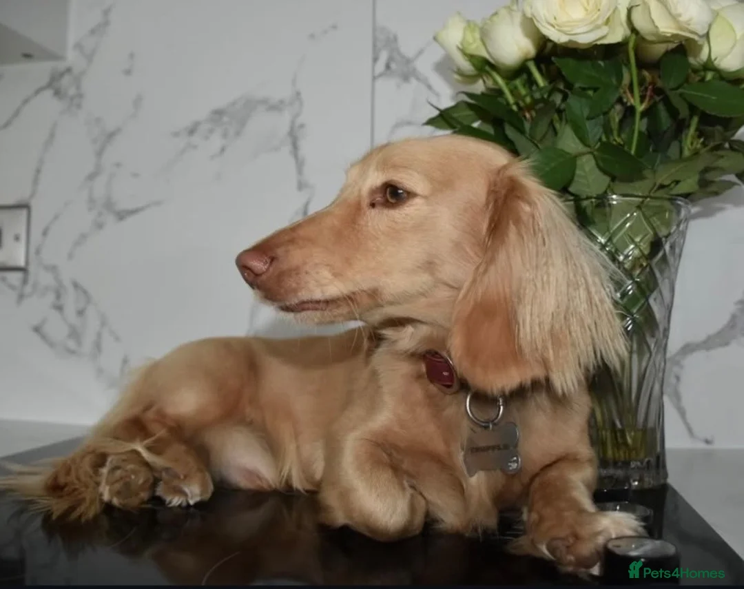 Miniature Dachshund dogs for sale: KC registered 1 year old LH CREAM BOY  - Advert 1