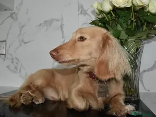 Miniature Dachshund dogs KC registered 1 year old LH CREAM BOY - Advert 1