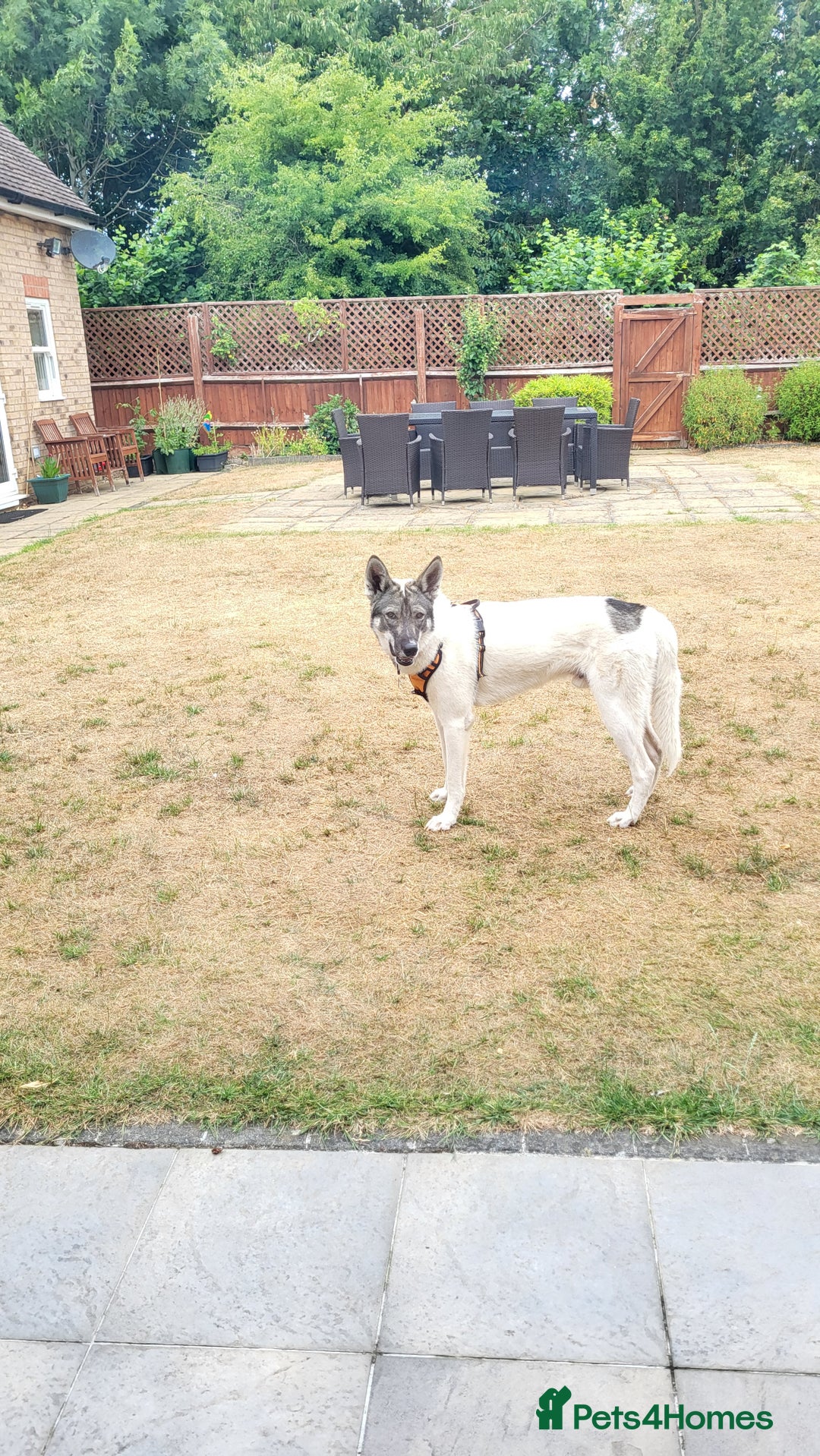 Siberian Husky dogs for sale: Our amazing Siberian Husky "Rocky" - Advert 13