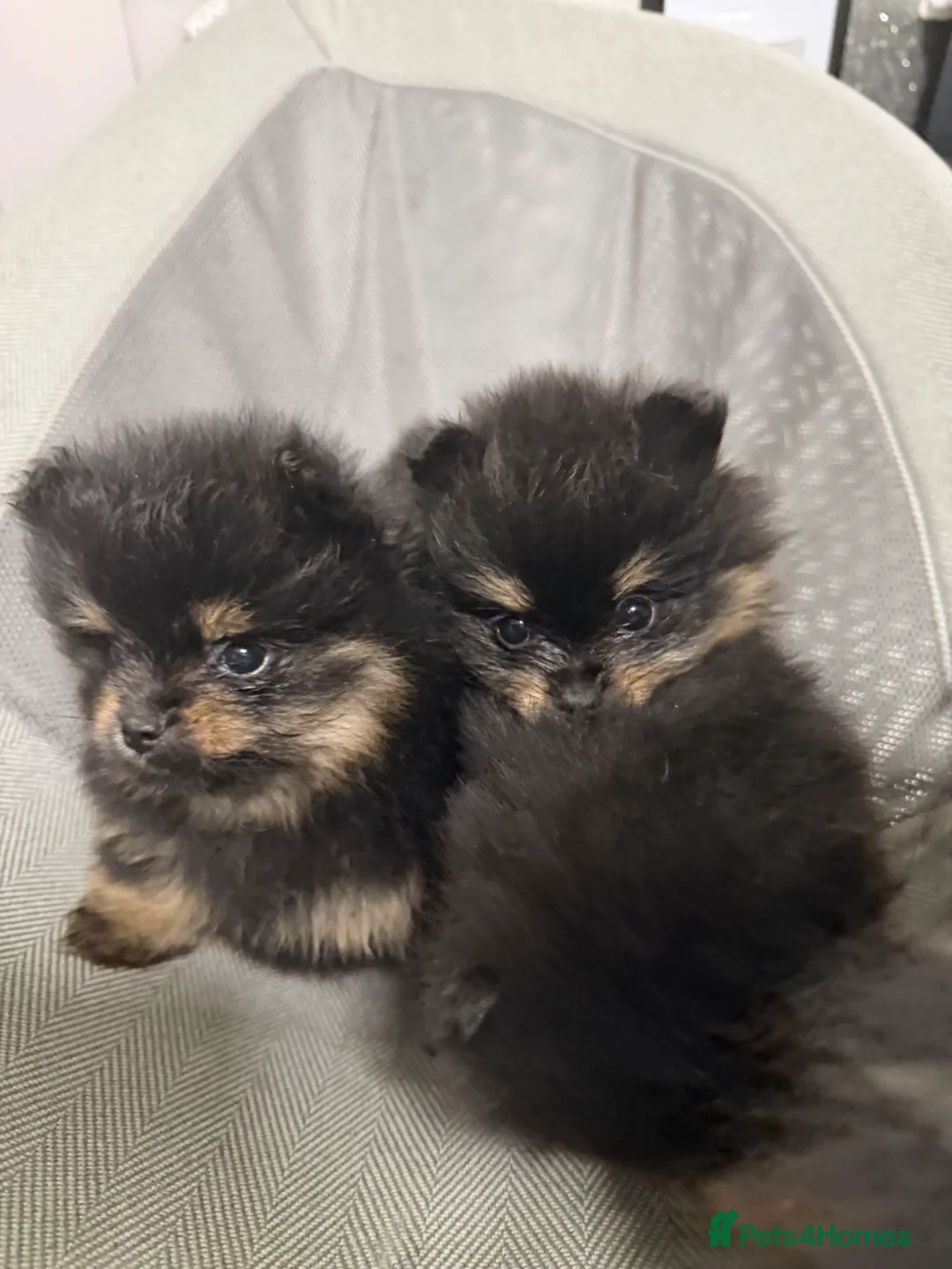 Pomeranian dogs for sale: Black + tan small Pomeranians 2boys 1 girl  in Dagenham - Advert 2