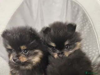 Pomeranian dogs Black + tan small Pomeranians 2boys 1 girl - Advert 18