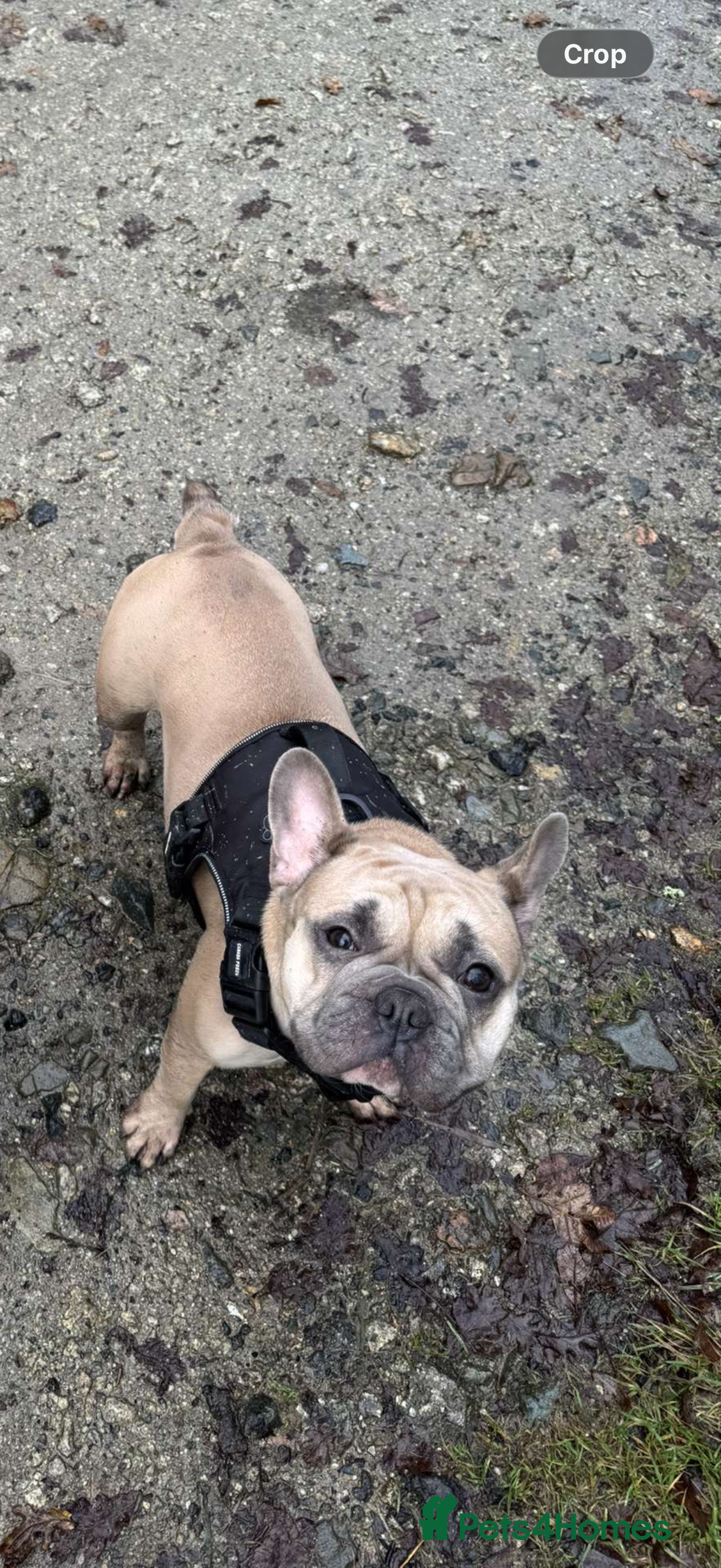 French Bulldog dogs for sale: French bulldog  - Advert 2