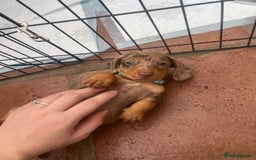 Dachshund dogs for sale: READY TO GO Dachshund Puppies dapple+chocolate - Image 12