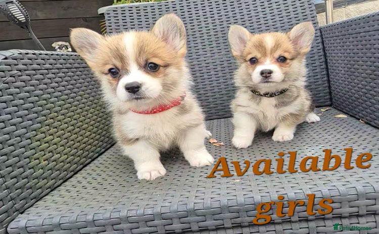 Welsh Corgi Pembroke dogs - Advert 2