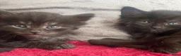 Mixed Breed cats for sale: Extra fluffy kittens - Advert 23