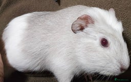 Guinea Pig rodents for sale: 8 Week Old Indoor Baby Guinea Pigs  - Image 11