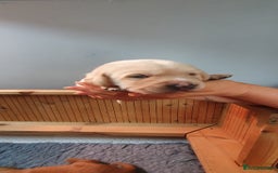 Labrador Retriever dogs for sale: Fox red Labrador - Image 10